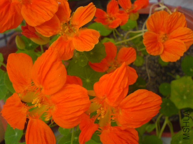 DSC03740.JPG
