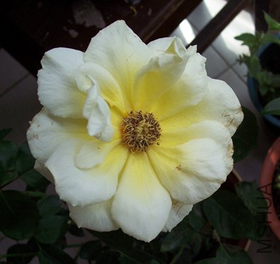 100_3441.jpg