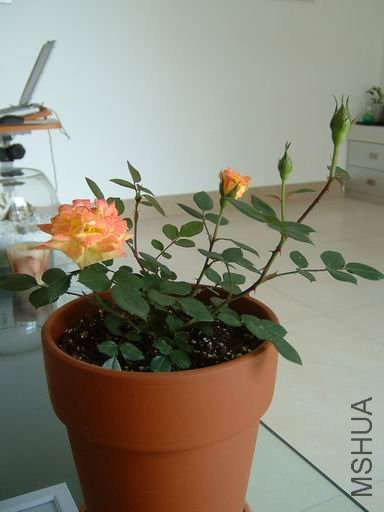 ������С bsl-3.JPG