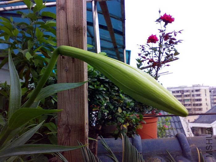 20100503490.JPG