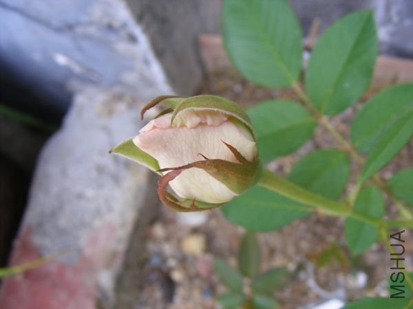 DSCF52351.jpg