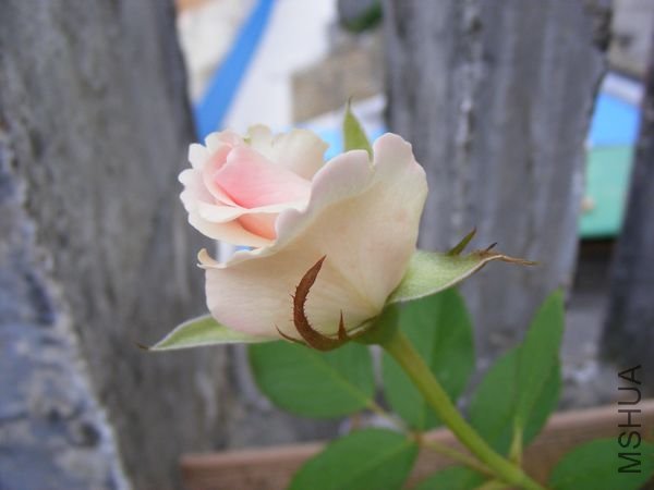 DSCF52481.jpg