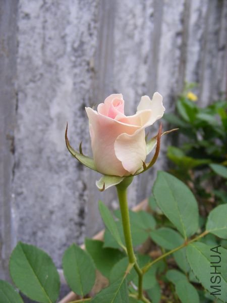 DSCF52661.jpg