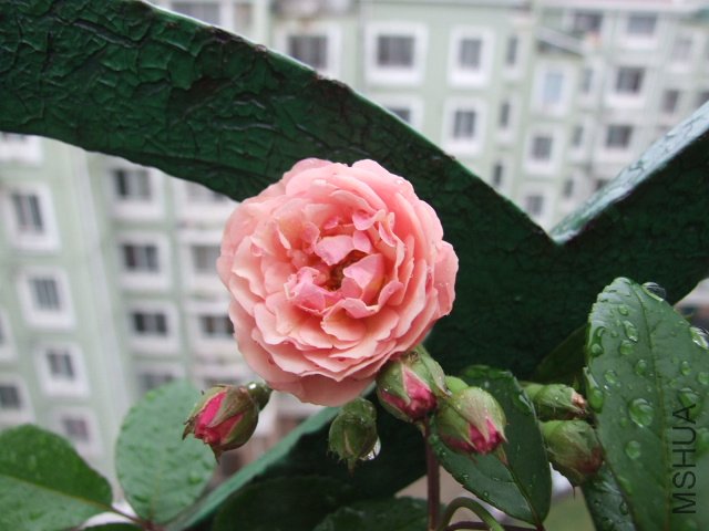 DSCF1318.JPG