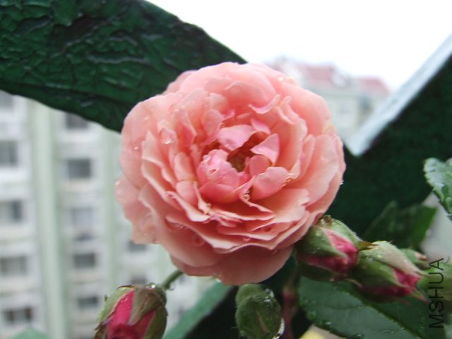 DSCF1319.JPG