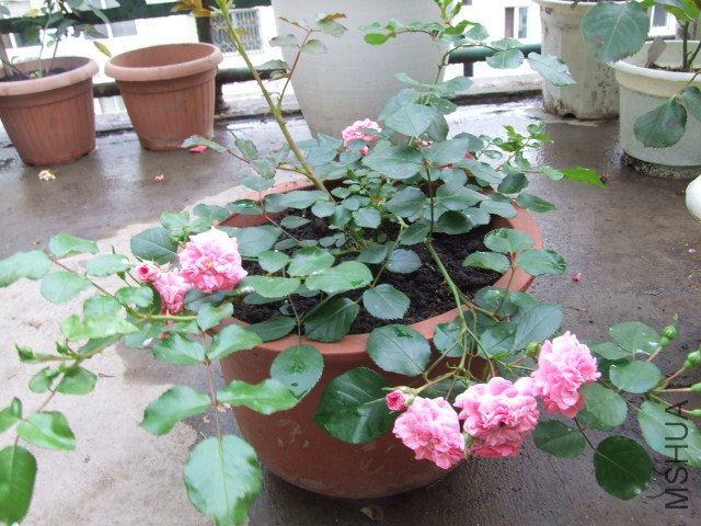 DSCF1296.JPG