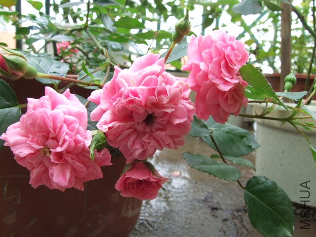 DSCF1285.JPG