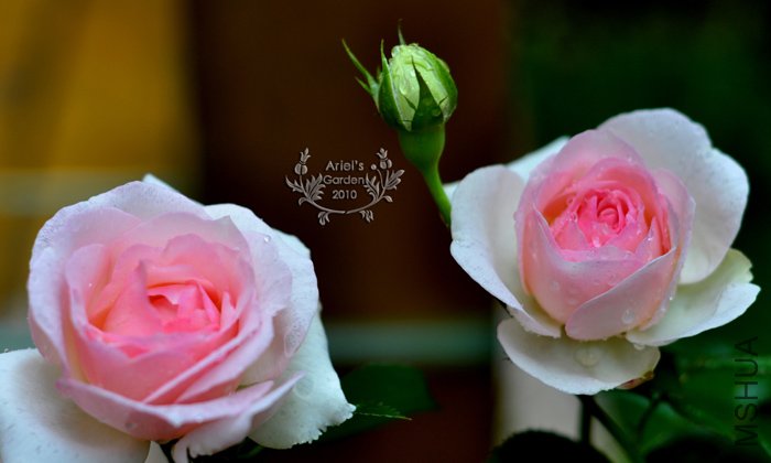 DSC_6289.jpg