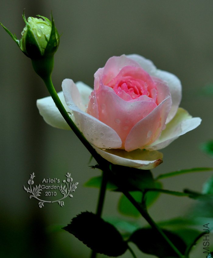 DSC_6285.jpg