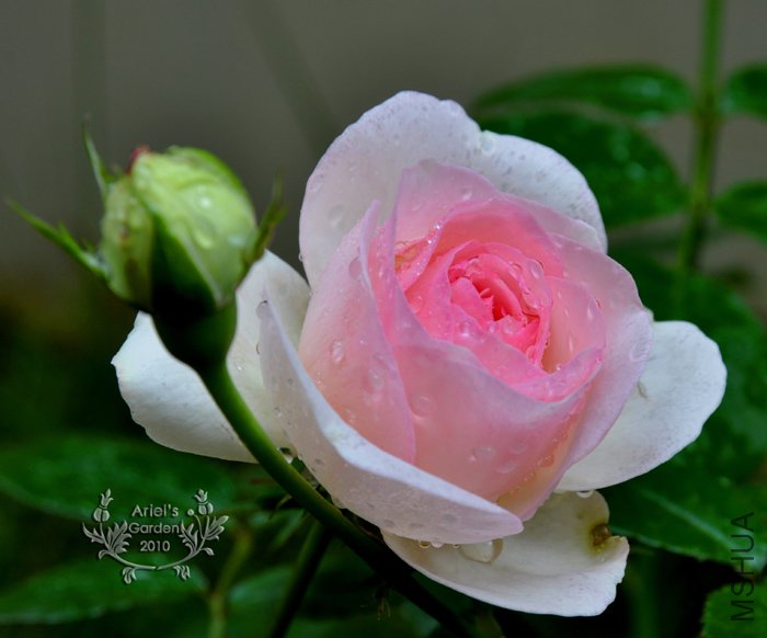 DSC_6297.jpg
