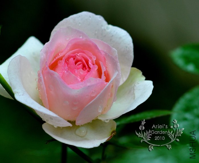DSC_6286.jpg