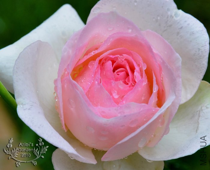 DSC_6295.jpg