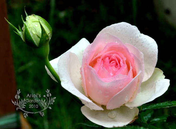 DSC_6292.jpg