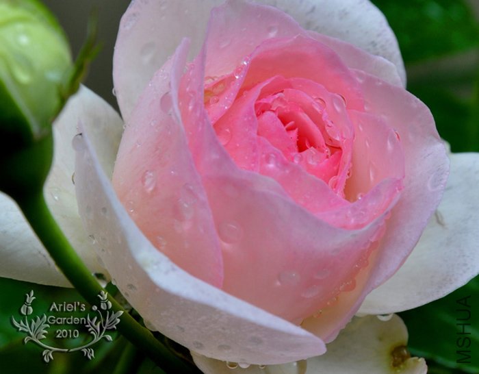 DSC_6297+.jpg