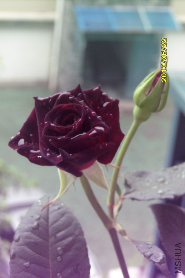 SI855512.JPG