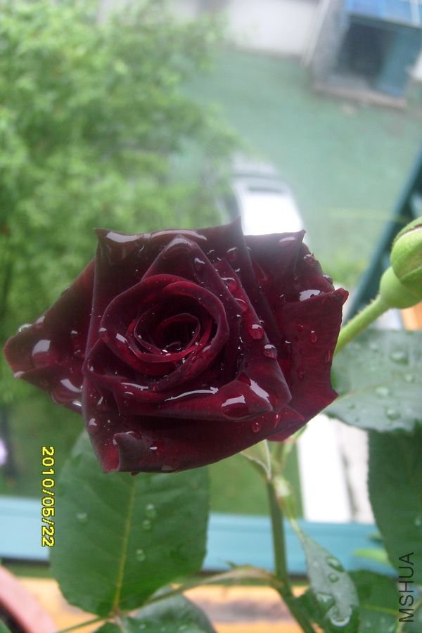 SI855508.JPG