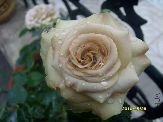 SI855635.JPG