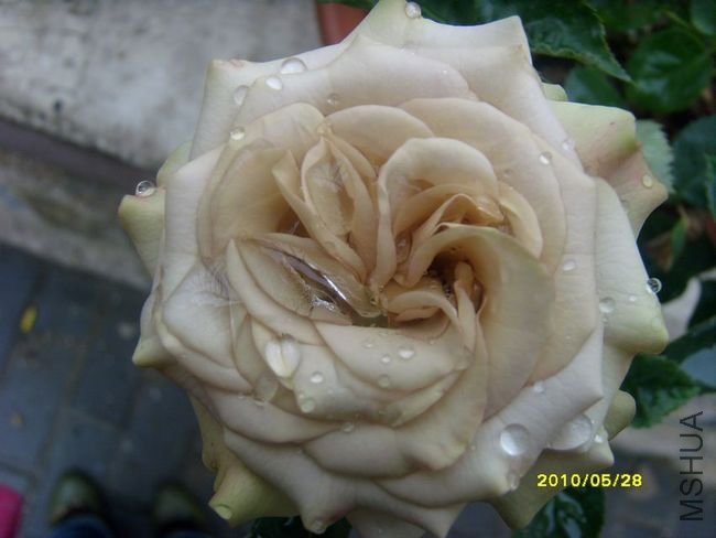 SI855634.JPG