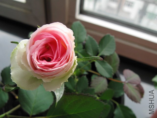 IMG_1285.JPG