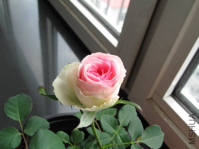 IMG_1286.JPG