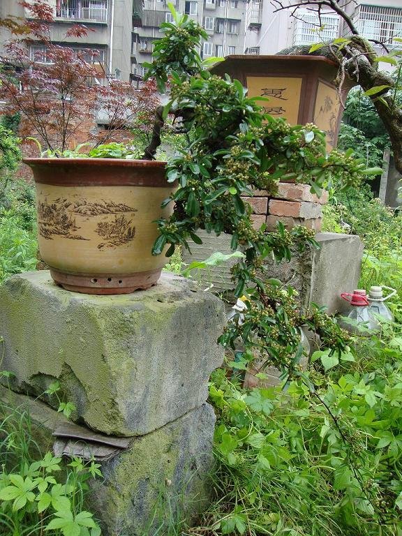 DSC01173.JPG