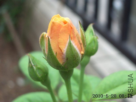 IMGP9671.JPG
