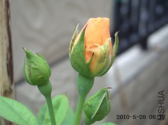 IMGP9664.JPG
