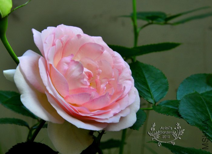 DSC_6310.jpg