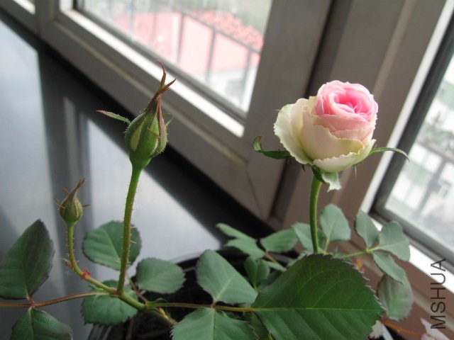 IMG_1287.JPG