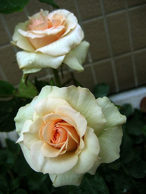 ��ˮŮ�� (1).JPG