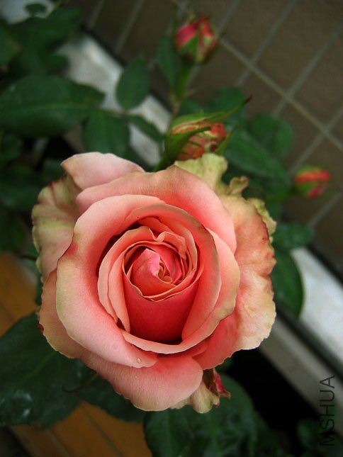 ��˹ ����.JPG