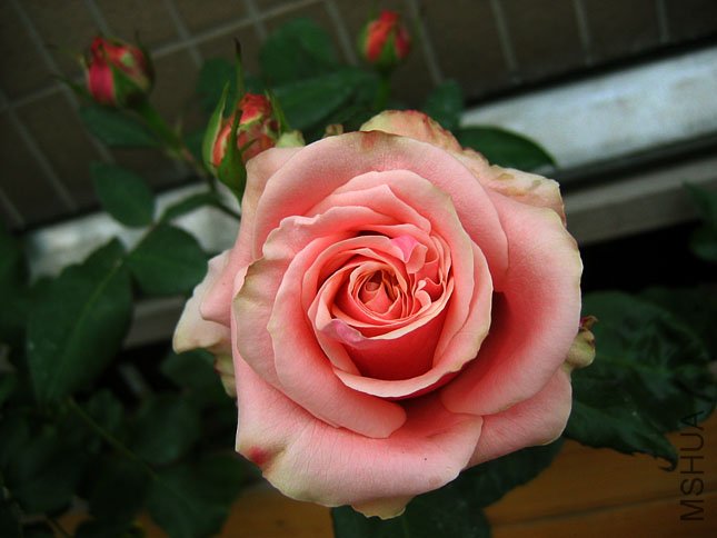 ��˹ ���� (1).JPG