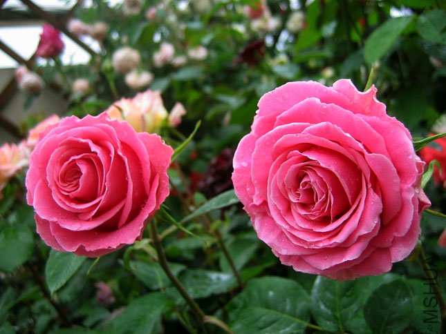 ���� (1).JPG