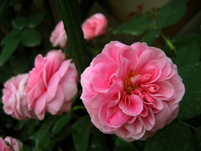 Gertrude Jekyll (1).JPG