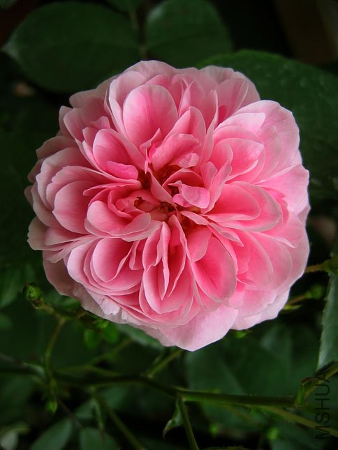Gertrude Jekyll.JPG