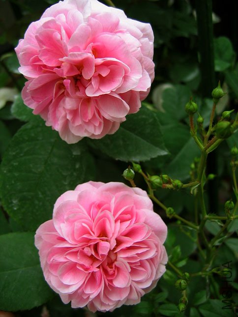 Gertrude Jekyll (2).JPG