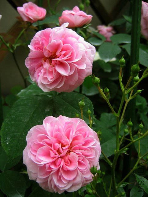 Gertrude Jekyll (3).JPG