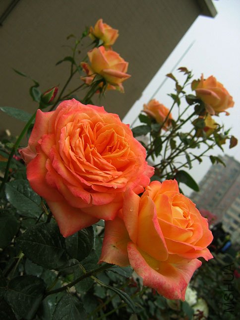 ����� (1).JPG