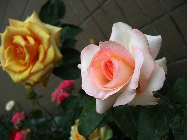 �ɰ� С����.JPG