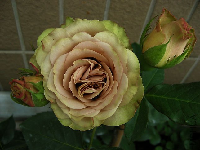 �������� (1).JPG