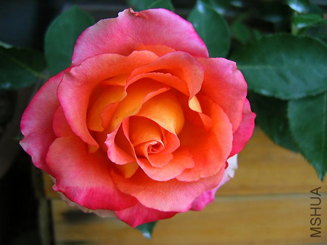 �� �� (1).JPG