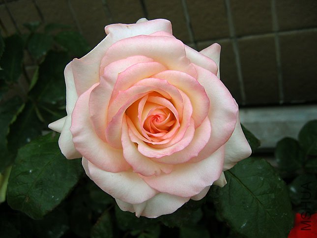 �ɰ� С���� (1).JPG