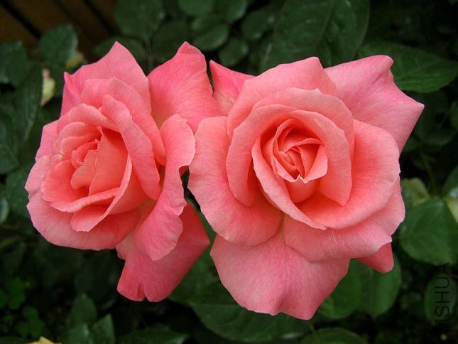 ����С�� (1).JPG