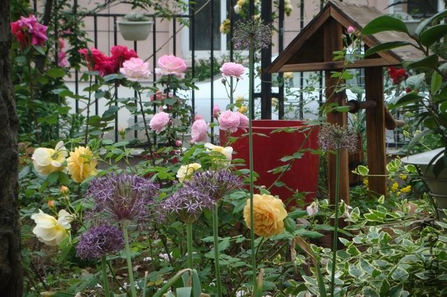 ������С DSC05947.JPG