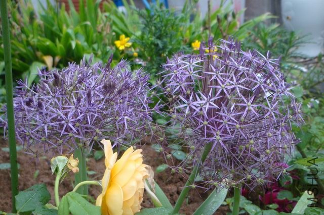 ������С DSC05992.JPG