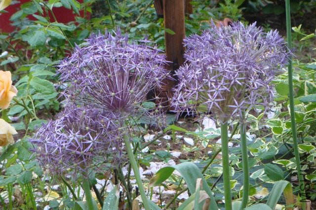 ������С DSC05994.JPG