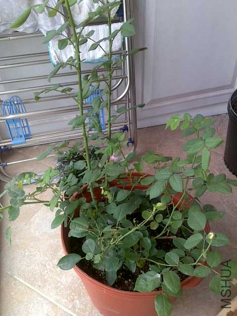 20100531005.jpg