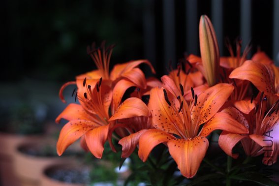 20100529 160.jpg