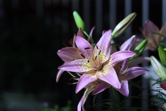 20100529 115.jpg