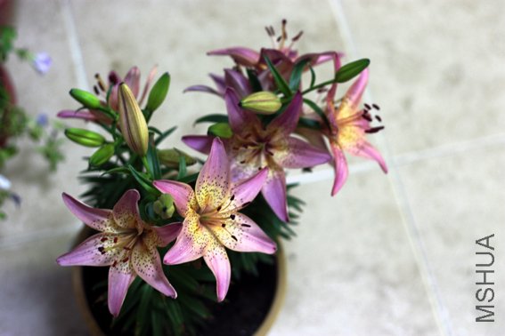 20100529 261.jpg